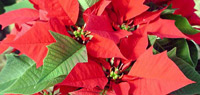 Poinsettias